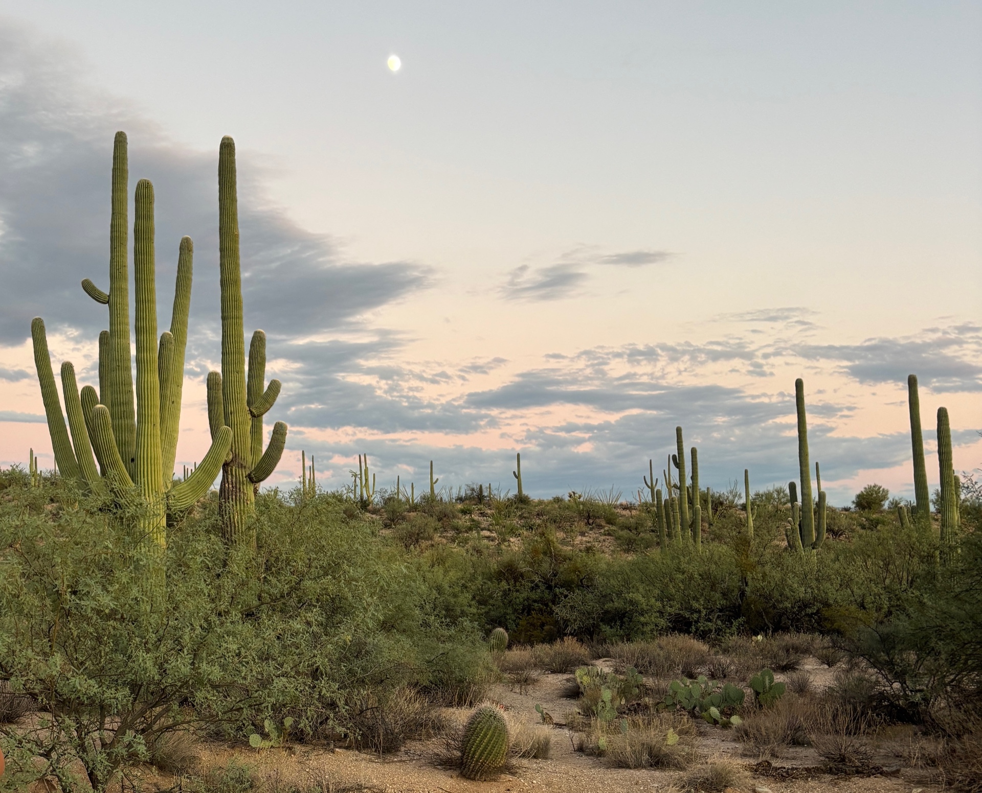 Saguaro cacti at dusk in the Tucson desert