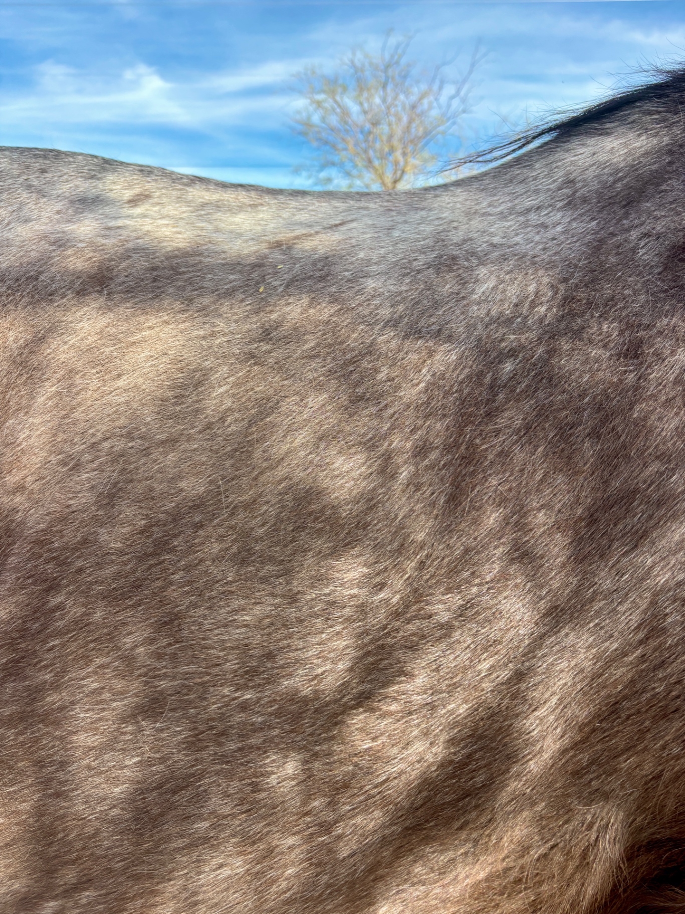 Horse at Equinimity