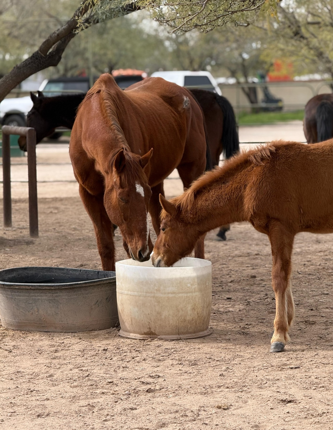 Guided equine experience at Equinimity