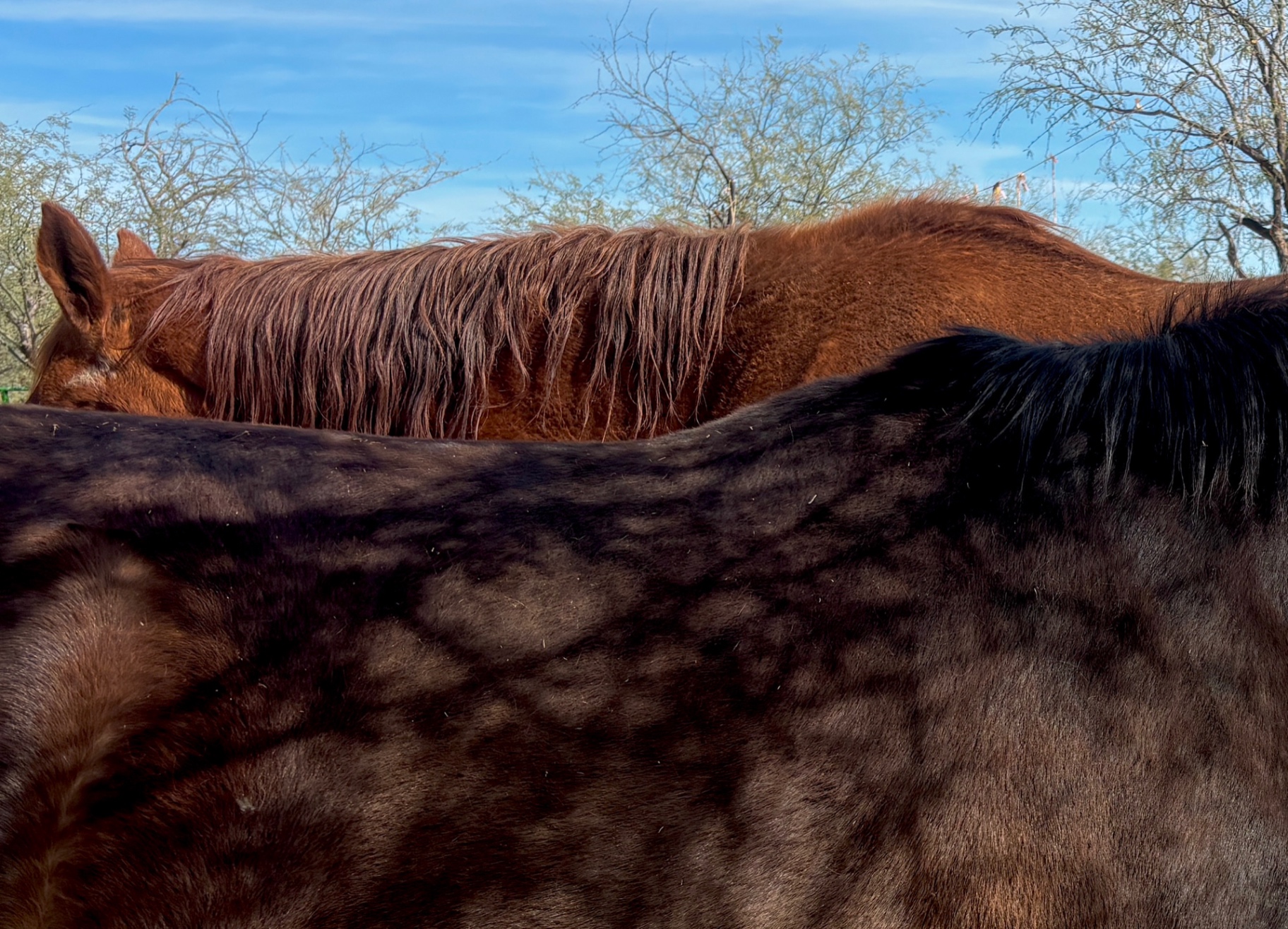 Horses grazing peacefully in a Tucson desert landscape at golden hour