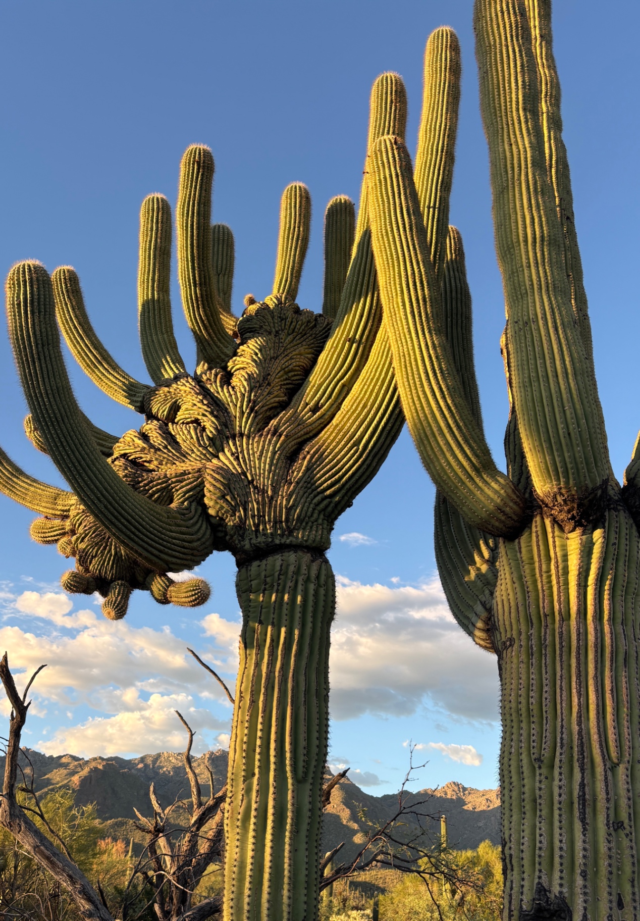 Saguaro cacti in the Tucson desert with mountains in the background