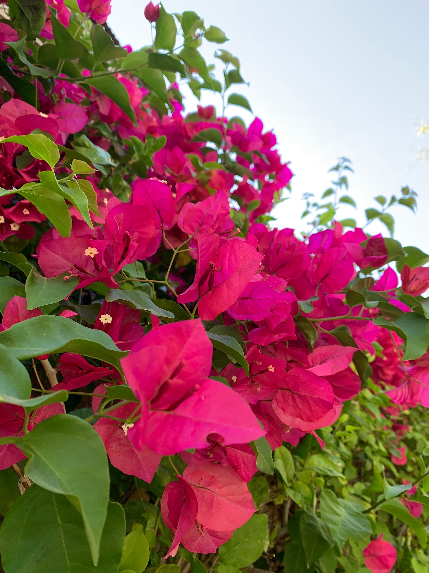 Vibrant bougainvillea flowers