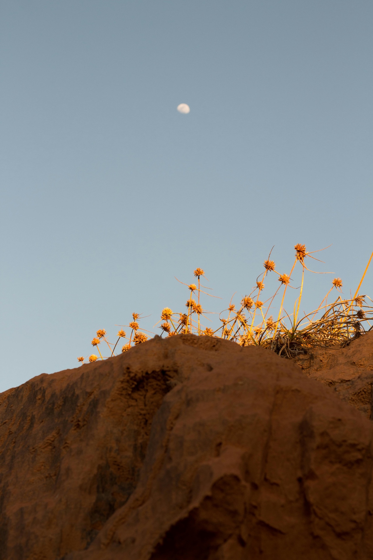 The Groundwork of Growth